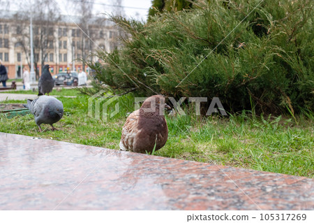 Pigeons on the lawn in the city 105317269