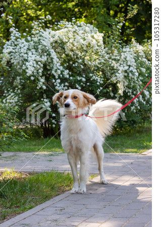 White fluffy dog on a background of flowers 105317280