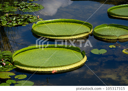 Ohibaibasu的葉子 105317315