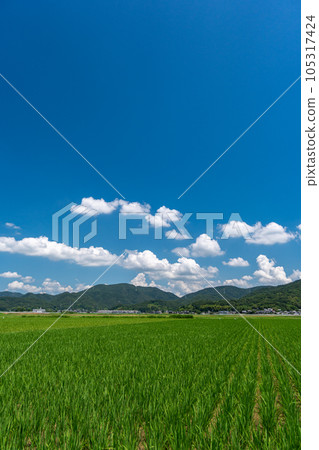 Image of summer clouds and rural landscape (Setouchi City, Okayama Prefecture) 105317424