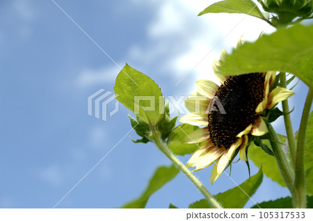 Sunflower field I saw someday 105317533