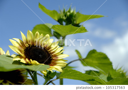 有一天我看到的向日葵田 有一天我看到的向日葵田 105317563