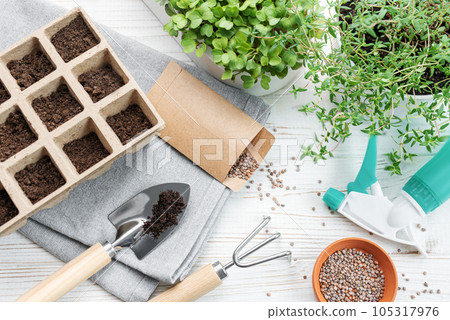 Gardening concept, planting at home 105317976