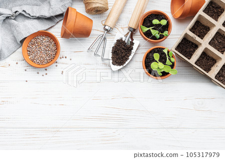 Gardening concept, planting at home 105317979