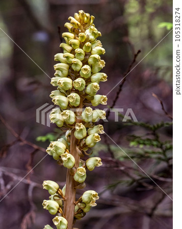 Aotenma blooming in a dim forest Aotenma blooming in a dim forest 105318274