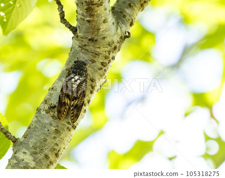 Abra Zemi捕捉一棵櫻桃樹 105318275