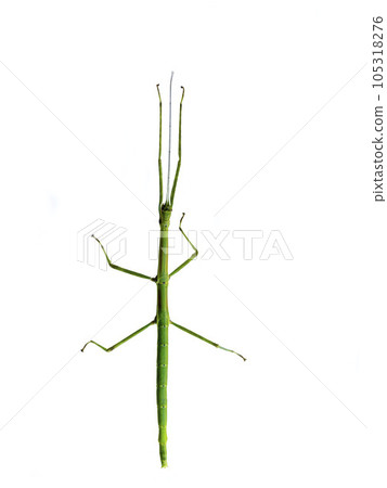 White-backed stick insect 105318276