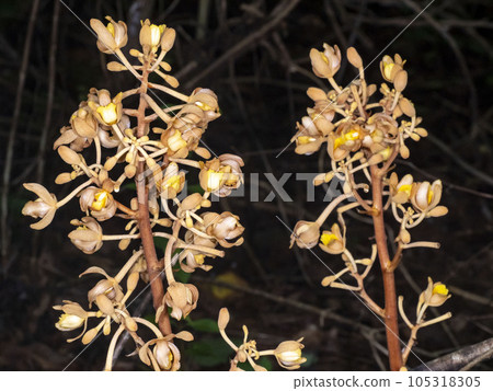 Cyrtosia septent flowers blooming in the forest Cyrtosia septent flowers blooming in the forest 105318305