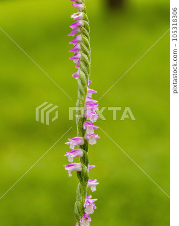 Nervana flower blooming in the meadow 105318306