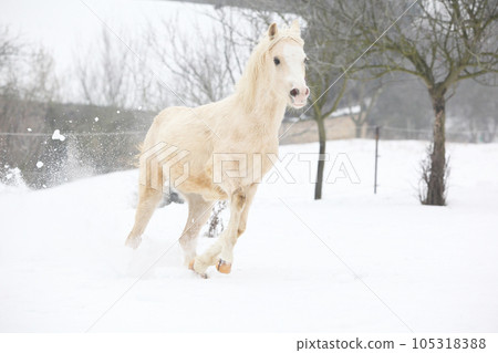 Nice pony running in winter 105318388