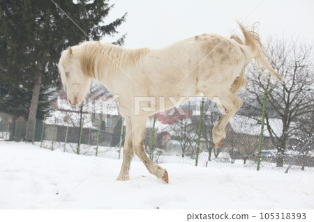 Nice pony running in winter Nice pony running in winter 105318393