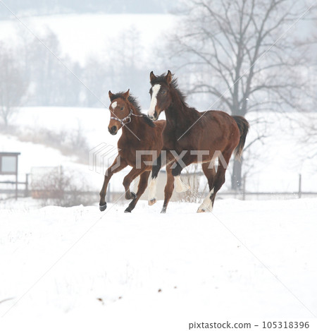 Two horses moving on pasturage in winter Two horses moving on pasturage in winter 105318396