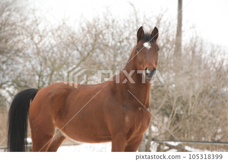 Beautiful pony looking at you in winter Beautiful pony looking at you in winter 105318399