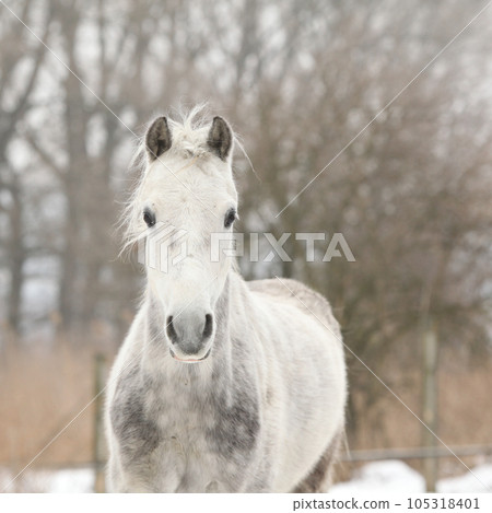Beautiful pony looking at you in winter 105318401