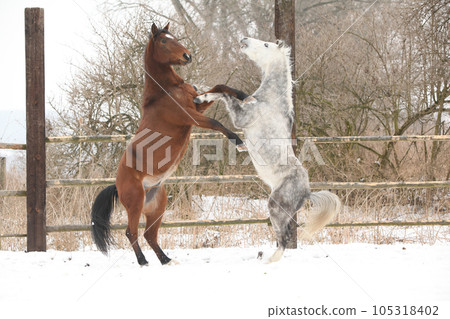 Two horses playing together in winter 105318402