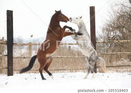 Two horses playing together in winter 105318403
