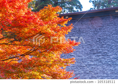 [China's 33 Kannon Sacred Sites] No. 28 Kiyomizu Temple Autumn leaves and Konpondo Roof 3 Yasugi City, Shimane Prefecture 105318511