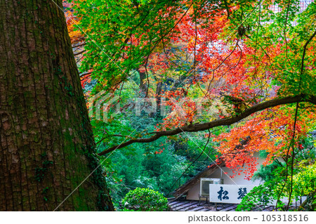 [Chinese Thirty-three Kannon Sacred Sites] Number 28 Kiyomizu Temple Autumn leaves on the approach 3 Yasugi City, Shimane Prefecture 105318516
