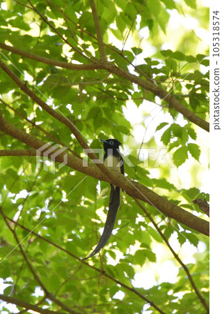 Perched on a branch of a Japanese paradise flycatcher that migrated to raise its young 105318574