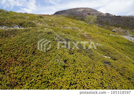 從茶臼山側翼的牛嶽山路仰望茶臼山山頂 2023年5月30日 從茶臼山側翼的牛嶽山路仰望茶臼山山頂 2023年5月30日 105318597
