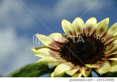 Sunflower field I saw someday 105318996
