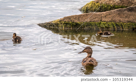 A family of ducks, a duck and its little ducklings are swimming in the water. The duck takes care of its newborn ducklings. Mallard, lat. Anas platyrhynchos 105319344