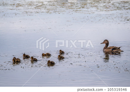 A family of ducks, a duck and its little ducklings are swimming in the water. The duck takes care of its newborn ducklings. Mallard, lat. Anas platyrhynchos A family of ducks, a duck and its little ducklings are swimming in the water. The duck takes care of its newborn ducklings. Mallard, lat. Anas platyrhynchos 105319346