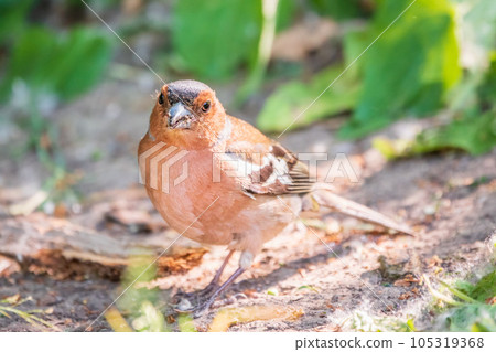 Common chaffinch, Fringilla coelebs, sits on the ground in spring. Common chaffinch in wildlife. 105319368