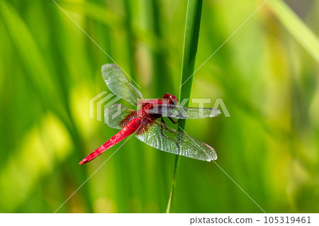 蜻蜓在夏季池塘里休息 105319461