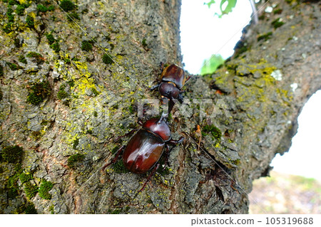 Beetle stag beetle summer vacation child Beetle stag beetle summer vacation child 105319688