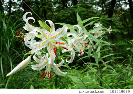 Beautiful mountain lilies blooming in the forest Beautiful mountain lilies blooming in the forest 105319689