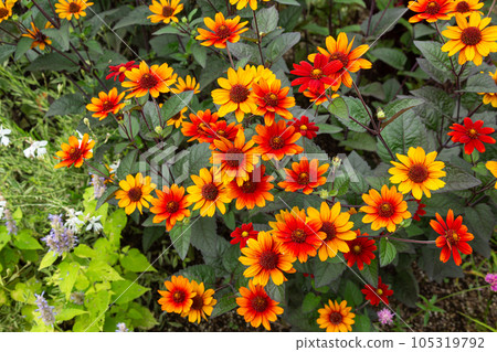 Vivid Heliopsis Bleeding Heart blooming in the garden 105319792