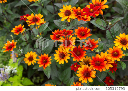 Vivid Heliopsis Bleeding Heart blooming in the garden 105319793