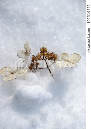 雪和花 105319851