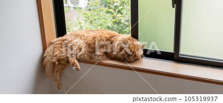 Cat sleeping by the window Tea tabby cat Cat sleeping by the window Tea tabby cat 105319937