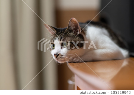 放鬆的貓野雞貓 105319943