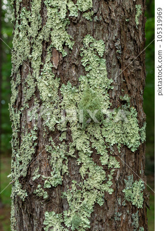 Lichen parasitic on Japanese larch trees in the Yatsugatake Plateau Lichen parasitic on Japanese larch trees in the Yatsugatake Plateau 105319969