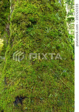 Moss parasitic on the bark of Shirabiso in the plateau 105320193