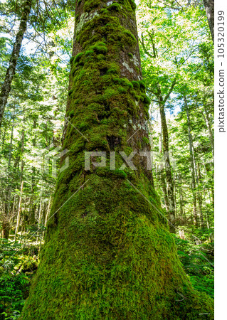 高原白芥樹皮上寄生的苔蘚 高原白芥樹皮上寄生的苔蘚 105320199