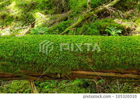 Beautiful moss growing naturally on a fallen tree 105320310