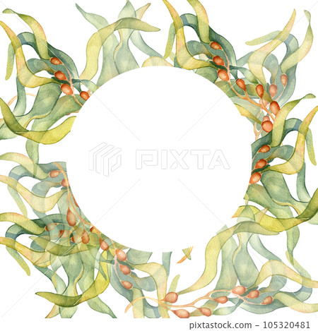 Frame of colorful sea plants watercolor illustration isolated on white. Laminaria, kelp, herb seaweeds hand drawn. Design for label, frame, invitation, packaging, wrapping, marine collection Frame of colorful sea plants watercolor illustration isolated on white. Laminaria, kelp, herb seaweeds hand drawn. Design for label, frame, invitation, packaging, wrapping, marine collection 105320481