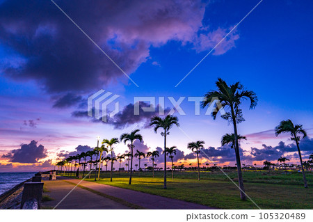 Palm trees and magic hours Palm trees and magic hours 105320489