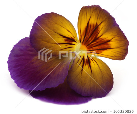 Viola flowe 105320826
