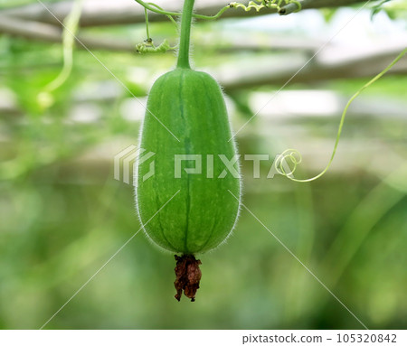 Wax gourd 105320842