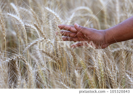 Wheat field with farmer's hand 105320843