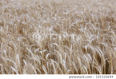 Wheat field 105320844