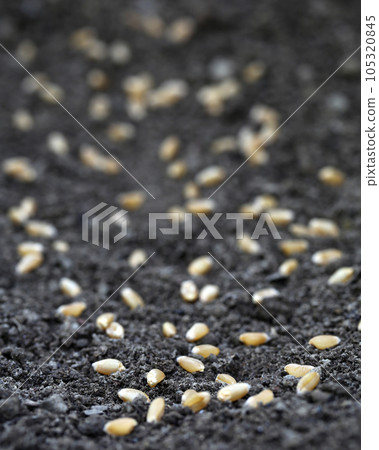 Wheat in fertile soil 105320845