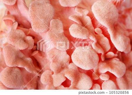 Pink oyster mushroom as background 105320856
