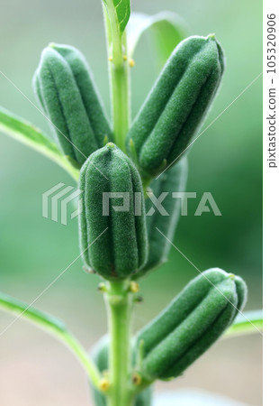 Green sesame pods Green sesame pods 105320906