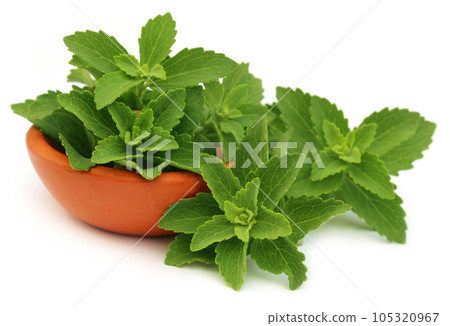 Green stevia leaves with a small bowl Green stevia leaves with a small bowl 105320967